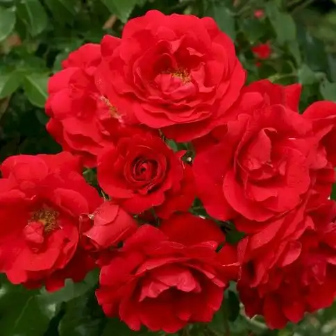 - - Trandafiri - Tradition 95 ® - 